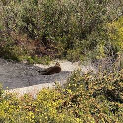 A local just chilling out