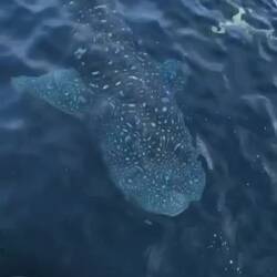 Es war unglaublich🙏🐳 Übrigens sind das die größten Fische der Welt!