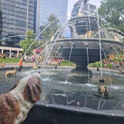 Berczy Park