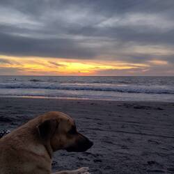 Sonnenuntergang mit der Hündin Solita