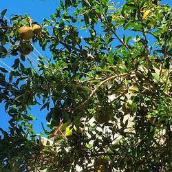 Noch sind die Granatäpfel grün