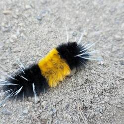 Kein Haushaltsbürsteli!! Eine Raube