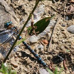 Vermutl. Blaugrüne Mosaikjungfer