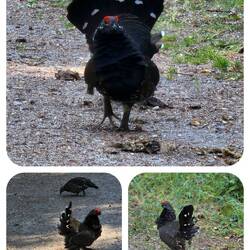 Fam.: Mittelgrosser Auerhahn