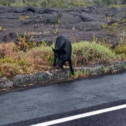 Hmm ich hab nur ein Schweinchen gesehen.
