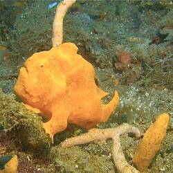 Frogfish