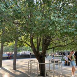 9/11 memorial 'survivor tree' - the only tree that survived the attacks and nursed back to health