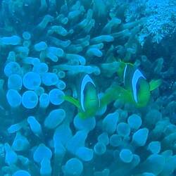 We found Nemo!