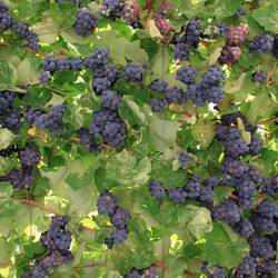 Castello del Buonconsiglio