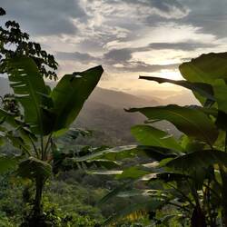 Palmen im Sonnenuntergang
