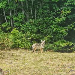 Ein Wolf, der plötzlich bei uns im Garten stand (das kommt nicht oft vor!)