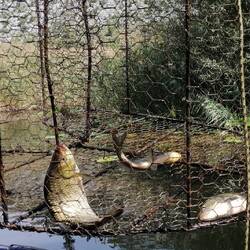 Da war noch nicht genug in der Reuse.