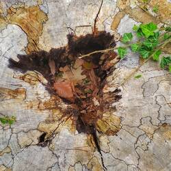 Verschiedene Pilze im Holz und ihre Abgrenzungen
