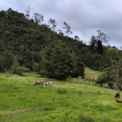 Die Kühe habens gut