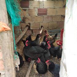 Alles improvisiert, aber funktioniert