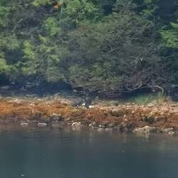 Ein Weißkopfseeadler - garnicht so übel für 15fach Handyzoom 😅