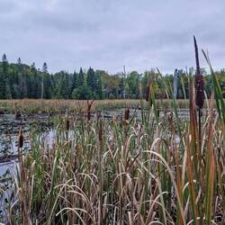 Der Sumpf hinterm Haus, Magnetawan