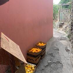 Discarded peels at mid point