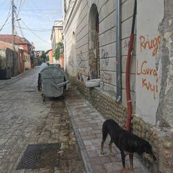 In der Seitenstraße streunende Hunde und Müllinspektion