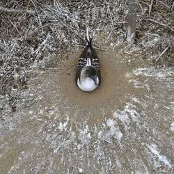 Ein Kotkreis, um Bakterien vom Nest fern zu halten