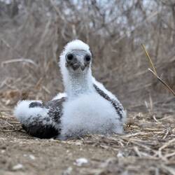 Küken eines Blaufuß-Tölpels