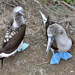 Weiblein und Männlein