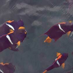 Fische beim Schnorcheln