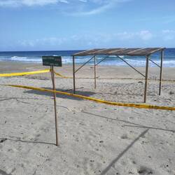 Achtung, Schildkröteneier