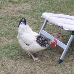 Die auf dem Platz lebenden Hühner 🐔 schauten abends gerne bei uns vorbei 😁.