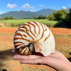 Bucklet list shell - Nautilus