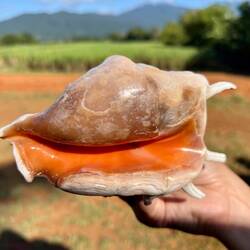 Inside of the spider conch