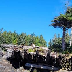 Vor mehr als 100 Jahren gestrandetes Segelboot