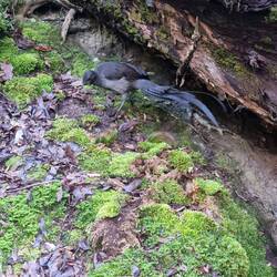 This Lyrebird was not bothered by us walking by at all!