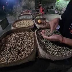 Herstellung des Luwak Kaffees