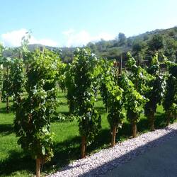 Vines near the winery