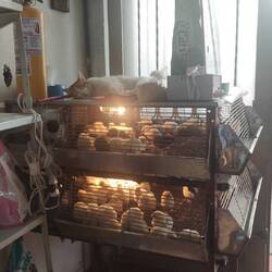 Ein paar Kücken im Tierfuttergeschäft