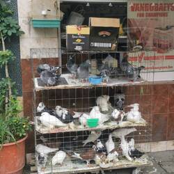 Hier kann man alles kaufen