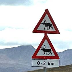 He oui même sur l'ile ily a des rennes et des élans