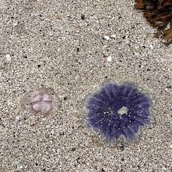 Des meduses par centaines