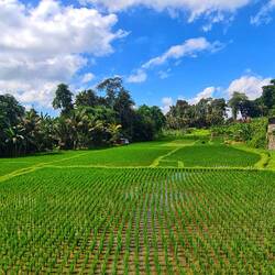 Auf dem Weg zum Tempel 🛵