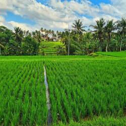 überall Reisfelder....