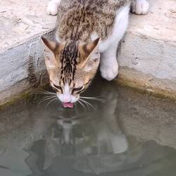 Fischbecken - das Wasser muss köstlich sein.