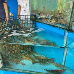 Street vendor selling live seafood