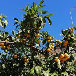 Das sieht nach einer guten Mandarinenernte aus.