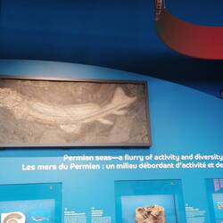 Poisson du permien, environ 240 millions d'années