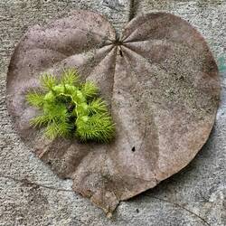 Süßestes Räupchen, dass ich je gesehen habe!