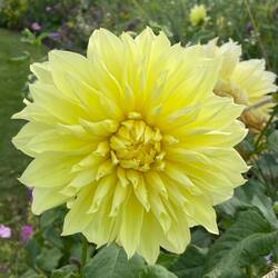 The biggest dahlia's ever!