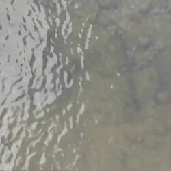 Fische im Wasser und Markttreiben