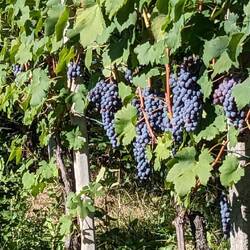 Almost ready to be harvested