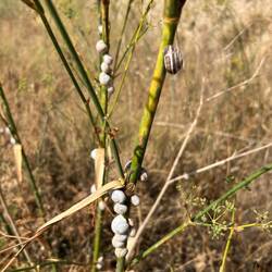 If you ever doubt that escargot and fenugeek go together, here is proof positive that they do!